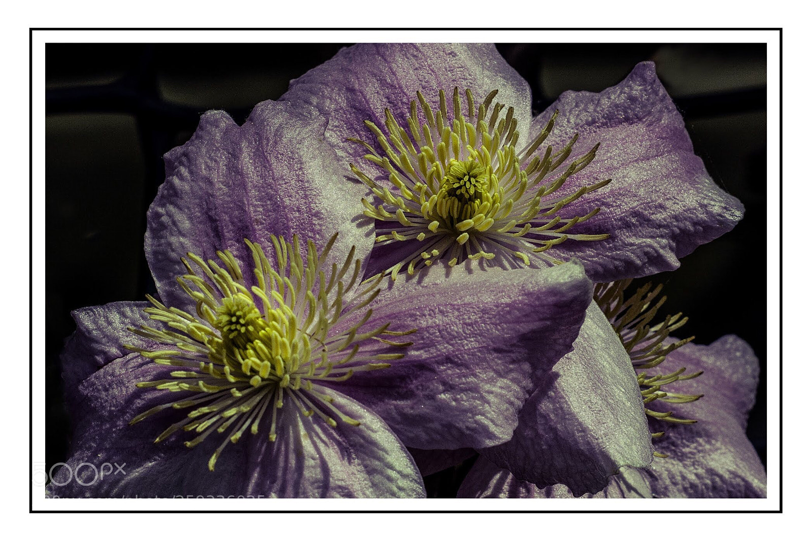 Nikon D7100 sample photo. Clematis montana photography