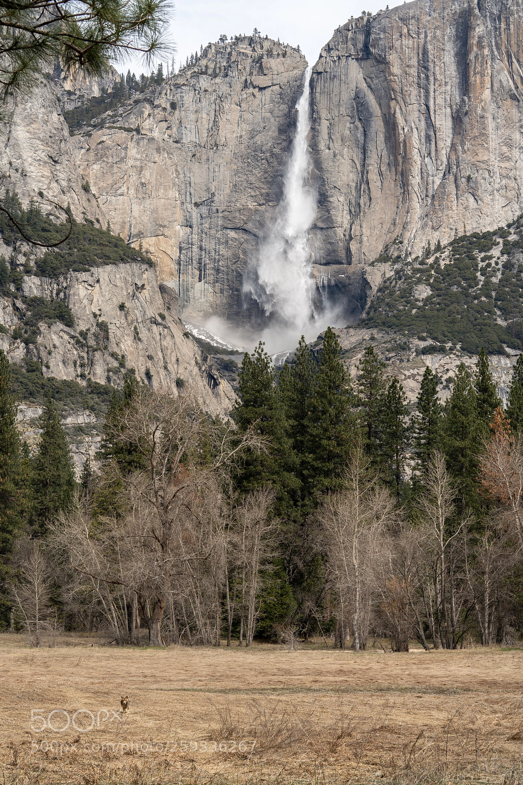 Sony a7R III sample photo. Coyote and yosemite falls photography