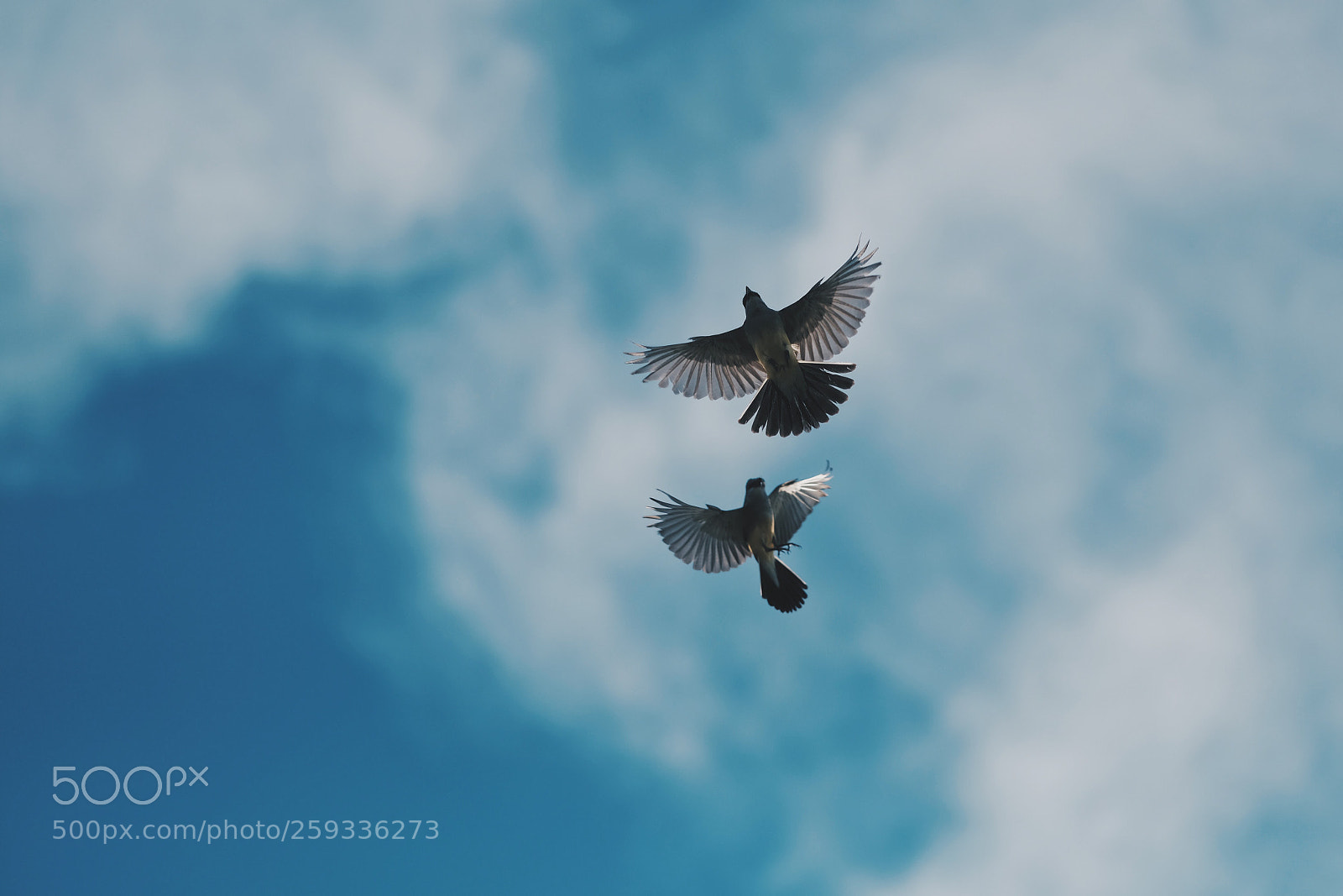 Fujifilm X-T2 sample photo. Fly together photography