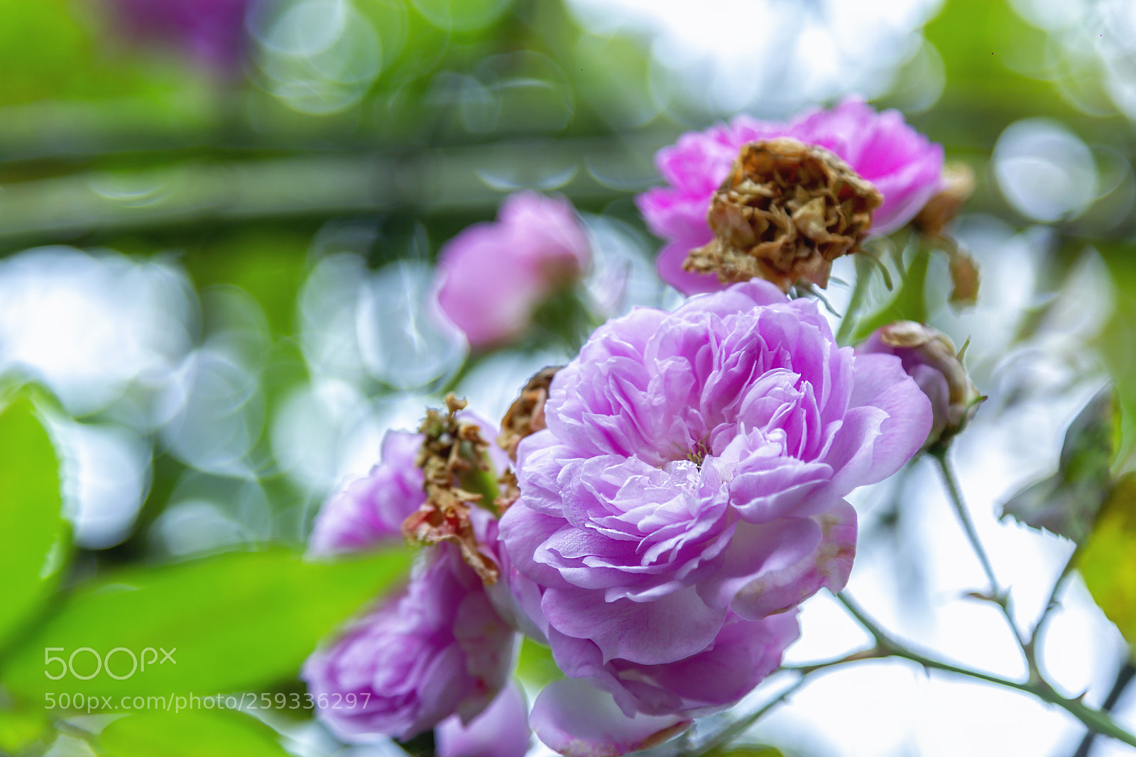 Canon EOS 60D sample photo. Rose. photography