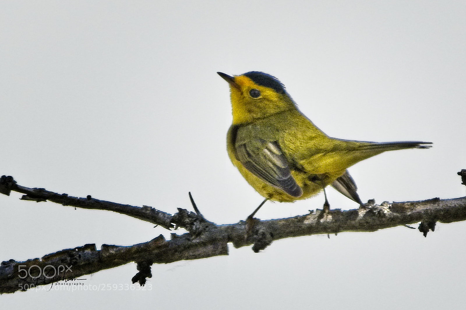 Canon EOS 80D sample photo. Wilson’s warbler photography