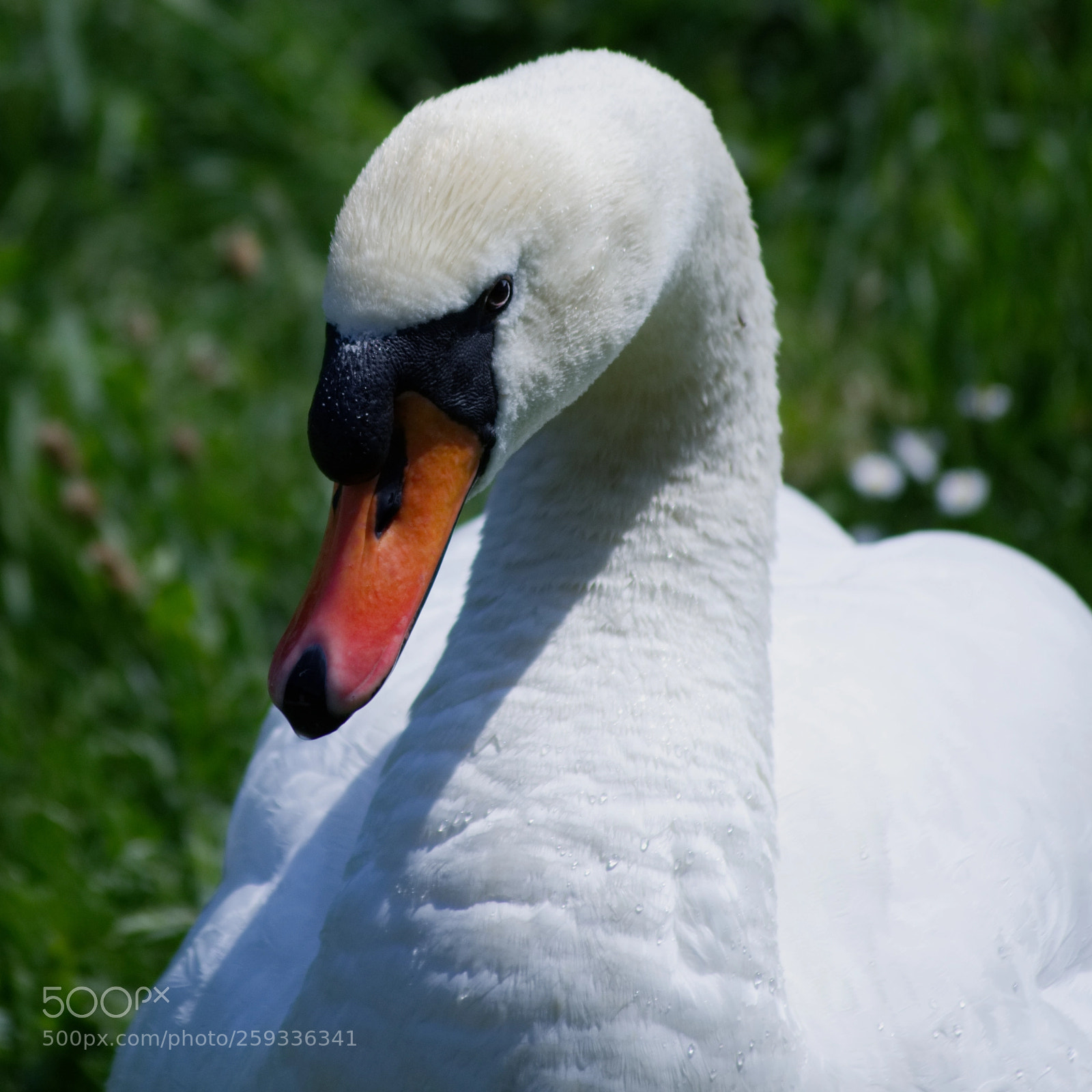 Nikon D7200 sample photo. Swan photography