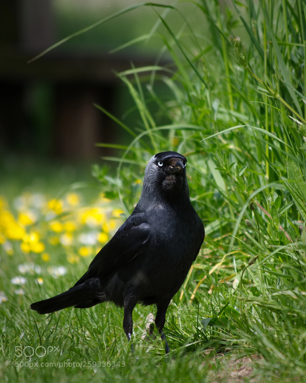 Nikon D7200 sample photo. Quizzical bird photography