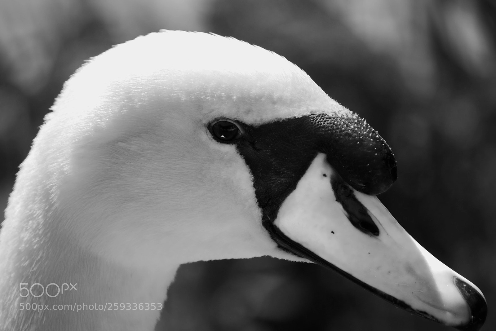 Nikon D7200 sample photo. Bw swan photography