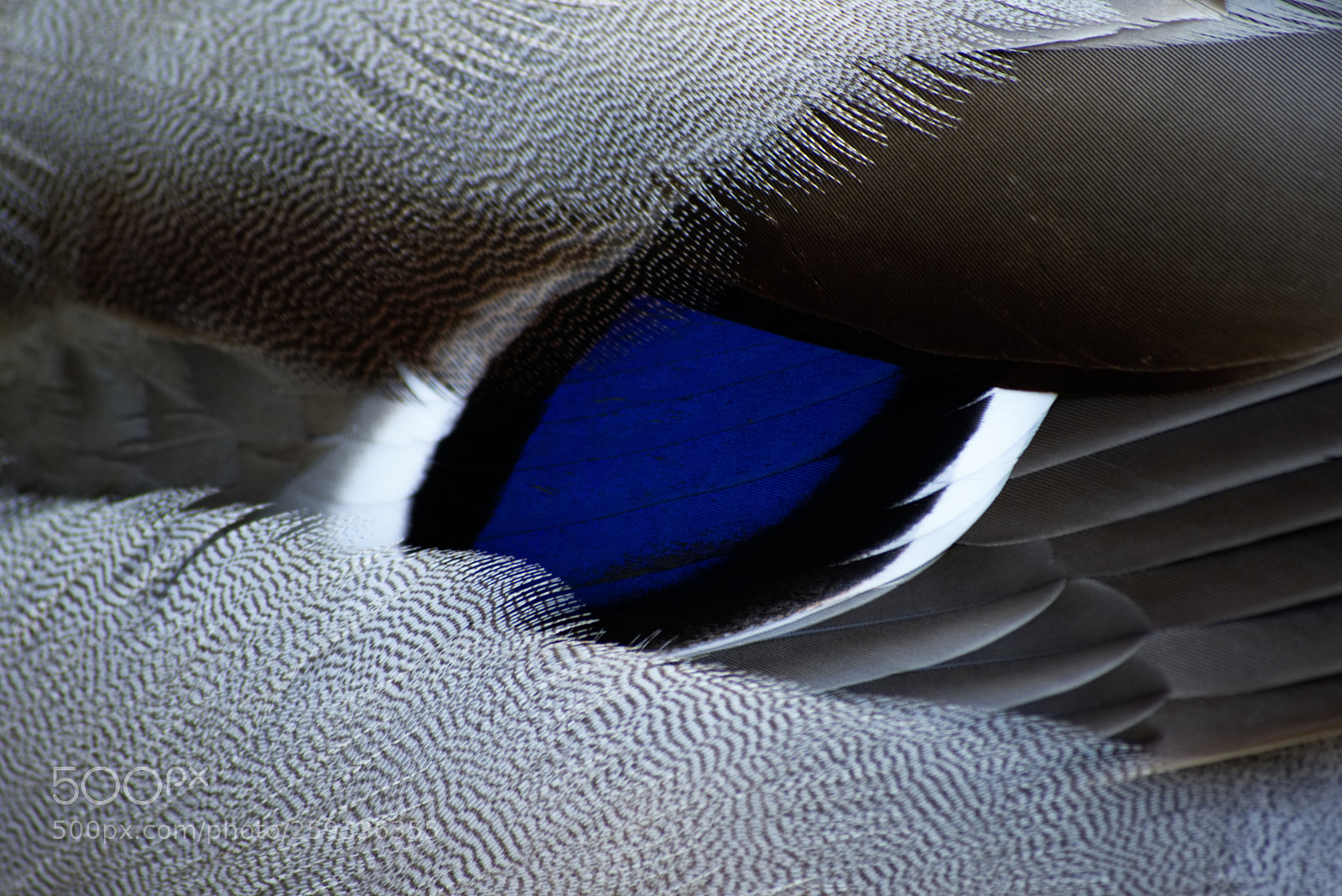 Nikon D7200 sample photo. Mallard wing photography