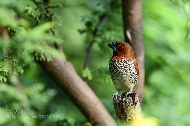 Nikon D850 sample photo. Scaly-breasted munia photography