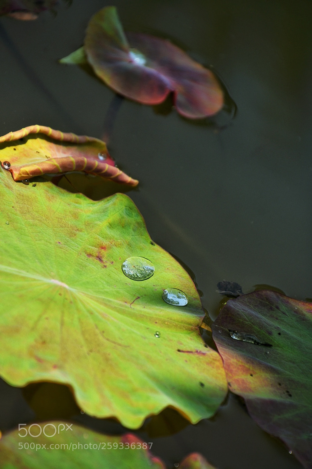 Nikon D7200 sample photo. 3 in 1 water photography