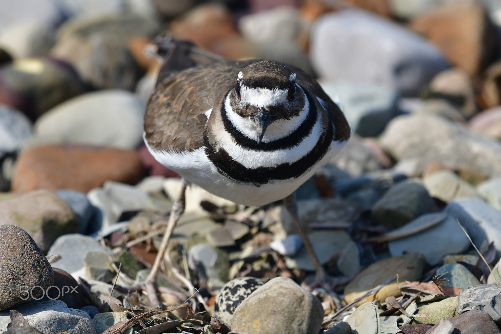 Nikon D7500 + Nikon AF-S Nikkor 200-500mm F5.6E ED VR sample photo. Mother killdeer standing guard over her egg. photography