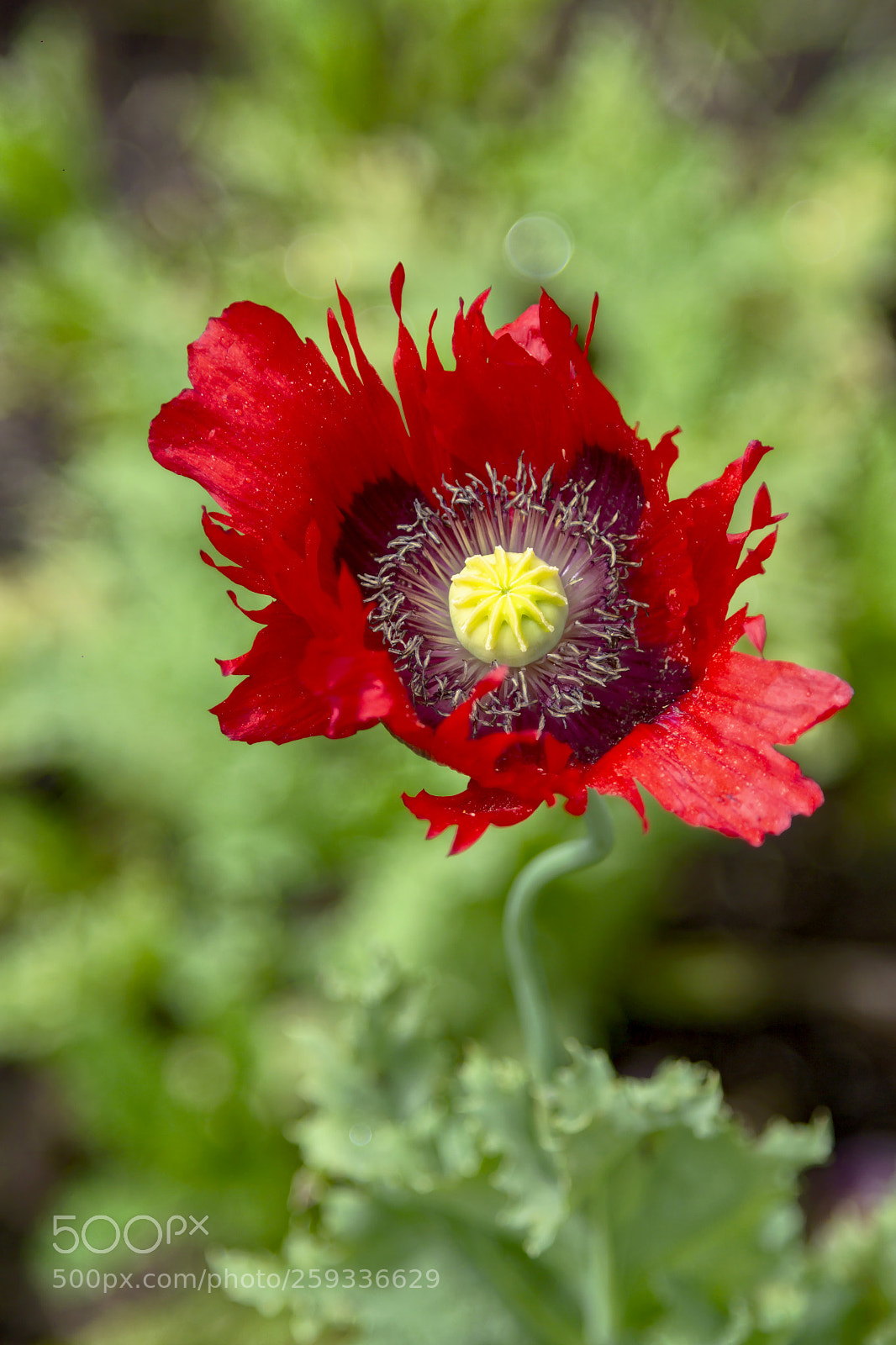 Canon EOS 60D sample photo. Papaver somniferum - amapola. photography