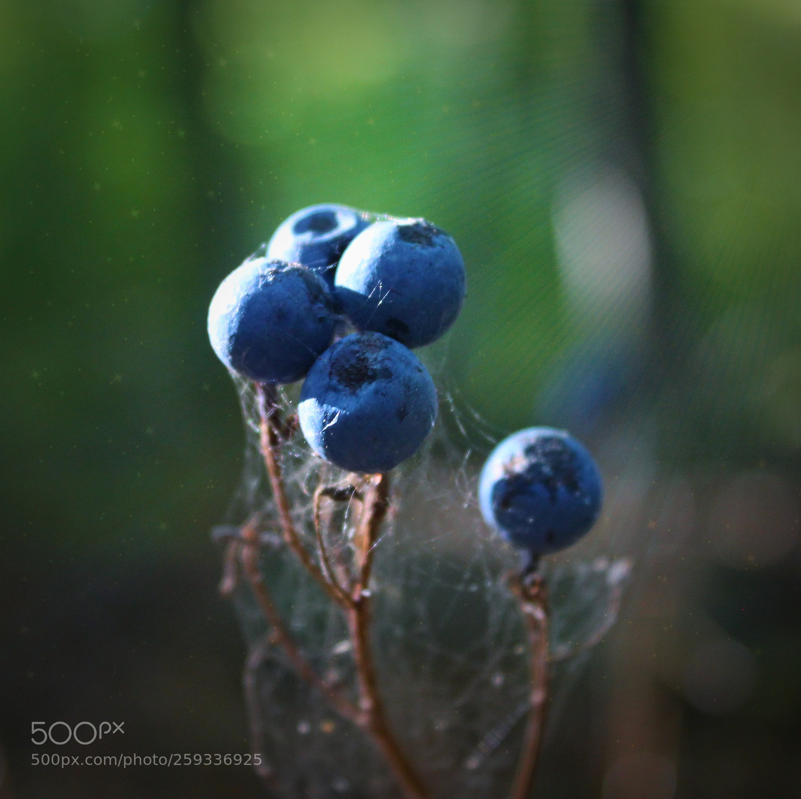 Canon EOS 1100D (EOS Rebel T3 / EOS Kiss X50) sample photo. Blueberries surrounded by webs photography