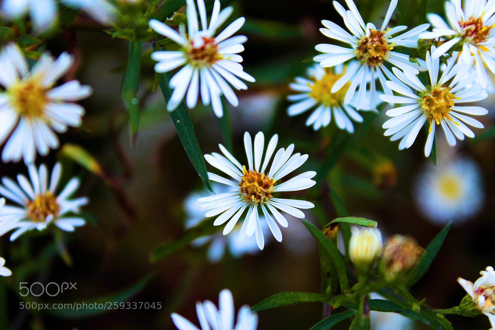 Canon EOS 1100D (EOS Rebel T3 / EOS Kiss X50) sample photo. Flowers with water droplets photography
