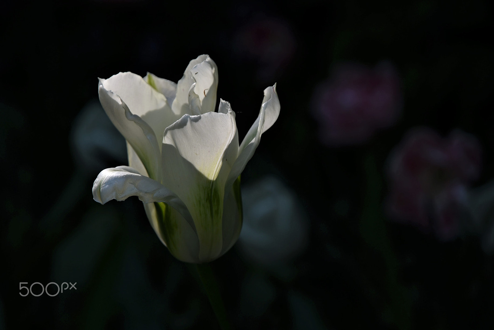 Nikon D750 sample photo. Light in the dark photography