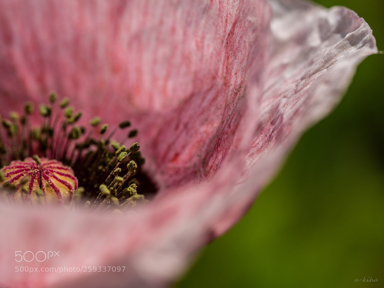 Olympus OM-D E-M1 Mark II sample photo. Poppy photography