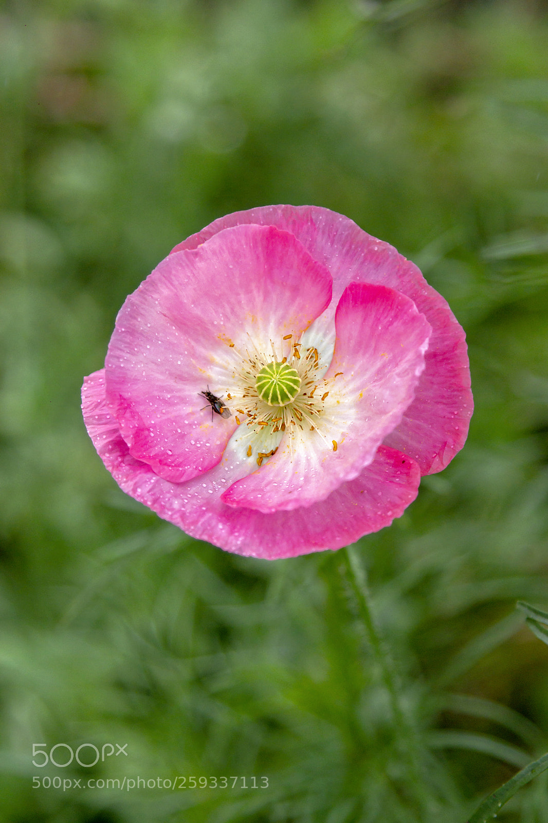Canon EOS 60D sample photo. Papaver nudicaule - amapola. photography