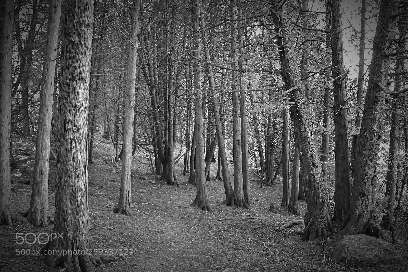 Canon EOS 1100D (EOS Rebel T3 / EOS Kiss X50) sample photo. Eerie forest photography