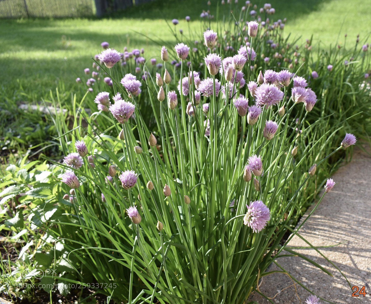 Nikon D3400 sample photo. Chives photography