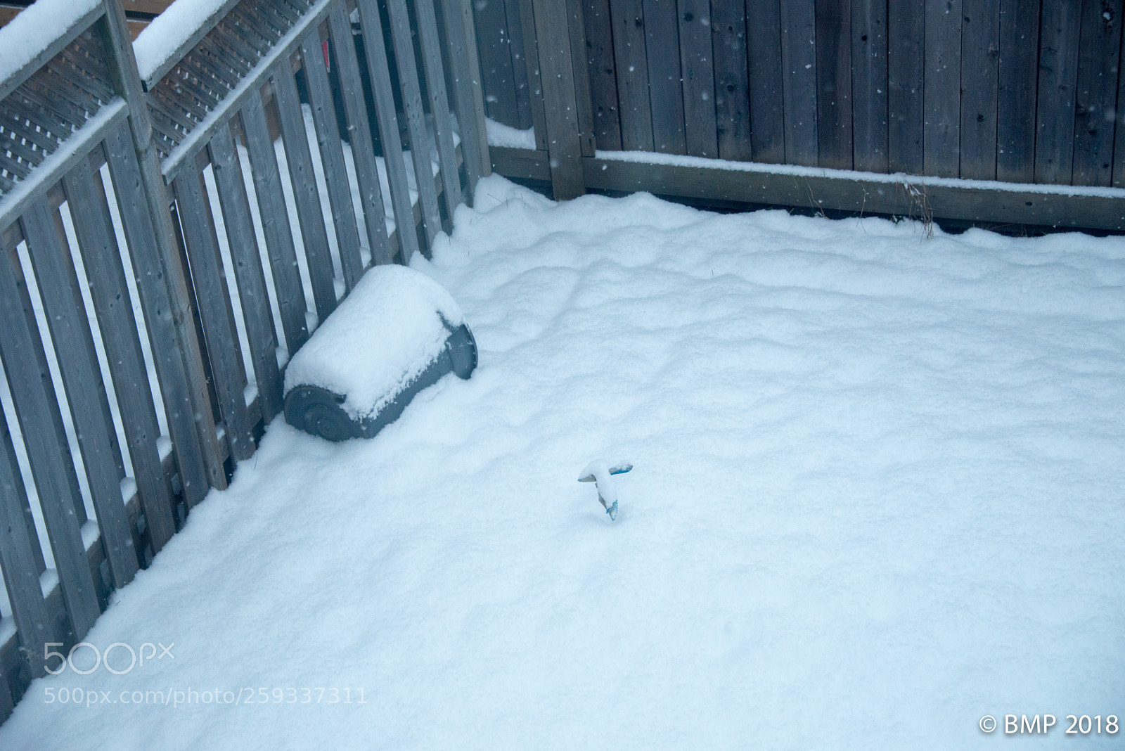 Nikon D800 sample photo. Winter lawn photography