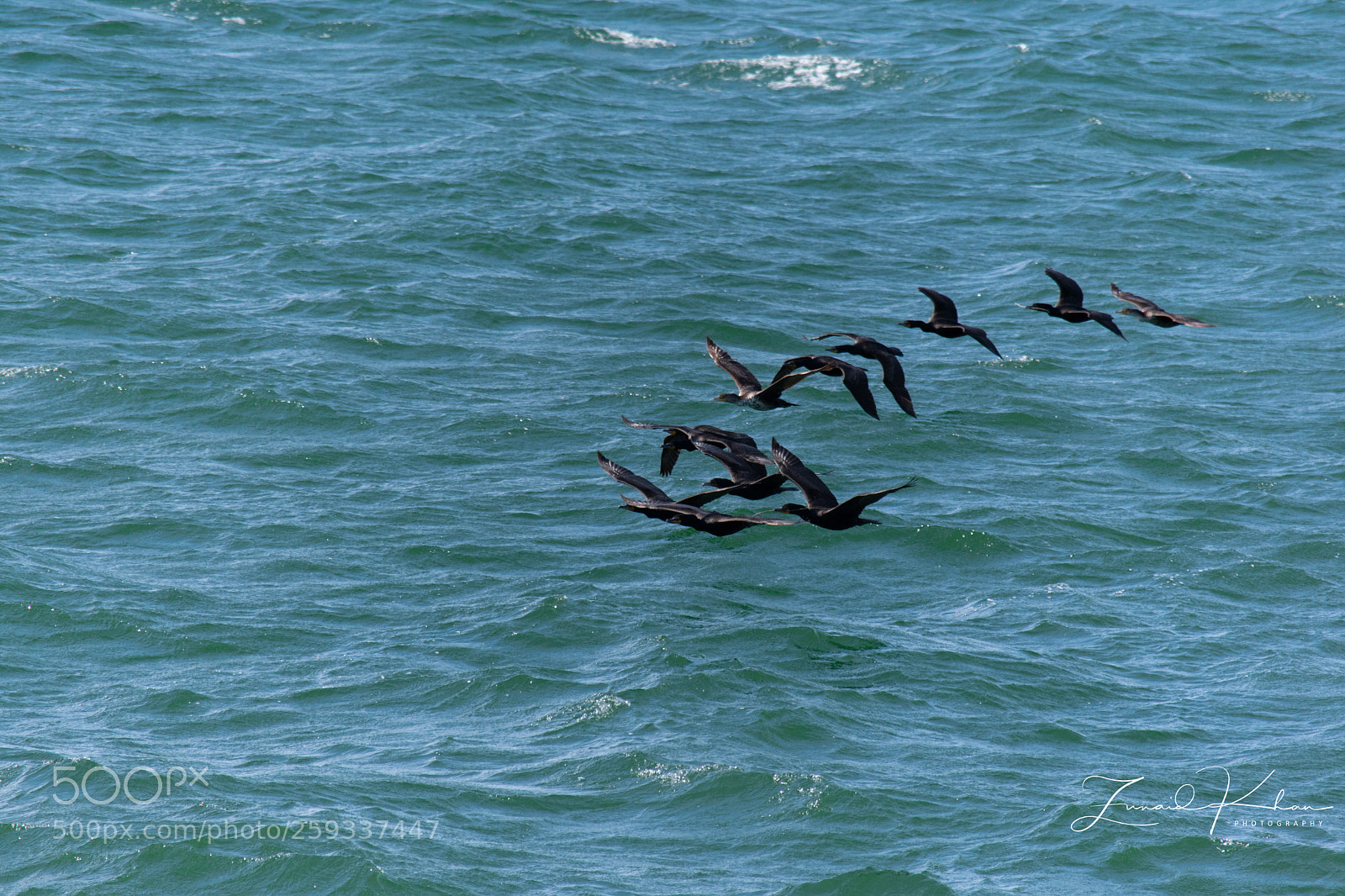 Nikon D3400 sample photo. Cormorant flock photography