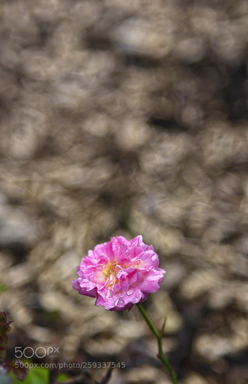 Canon EOS 60D sample photo. Tiny rose. photography