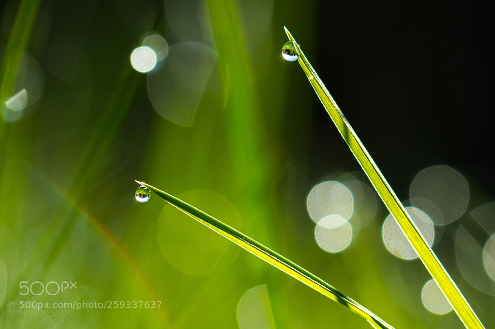 Nikon D7100 sample photo. Twin blades photography