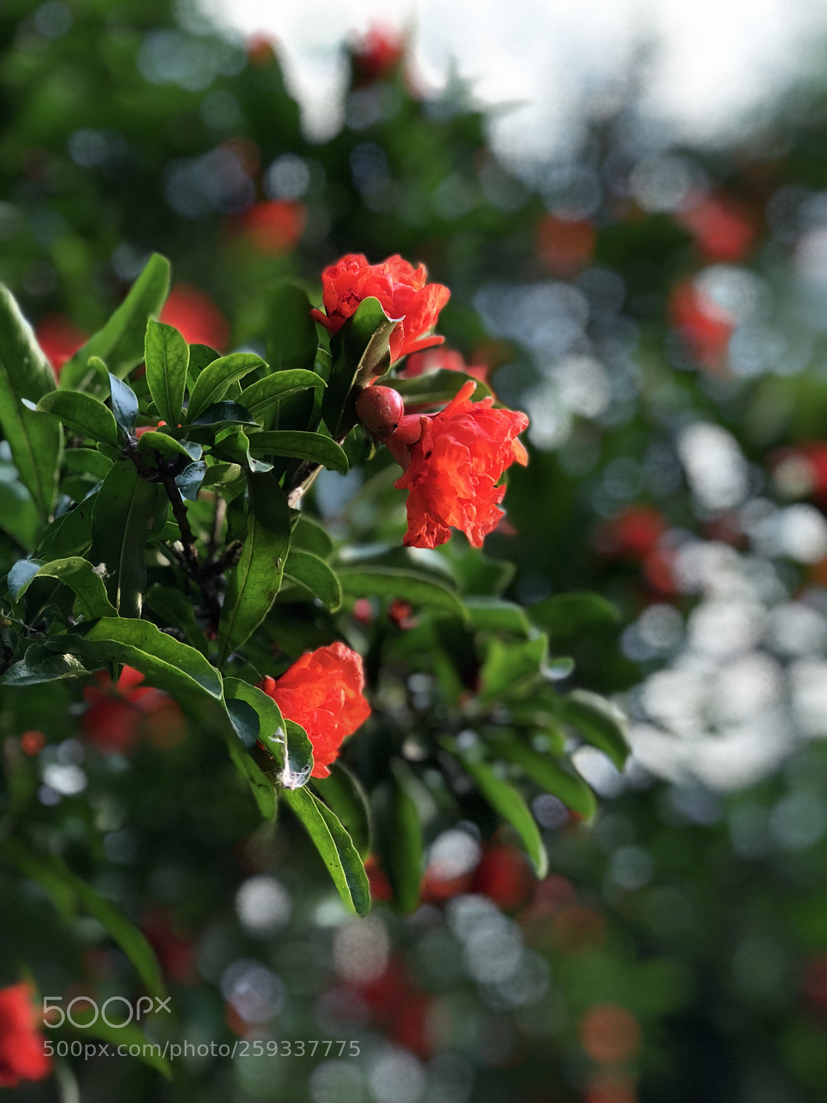 Apple iPhone 8 Plus sample photo. Pomegranate photography