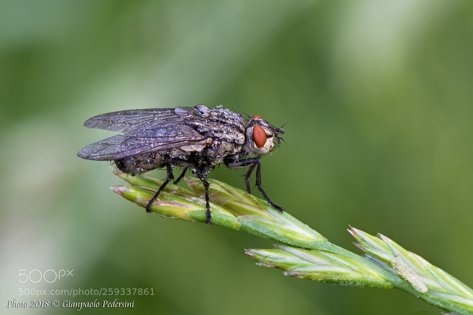Canon EOS 7D Mark II sample photo. Una....mosca photography