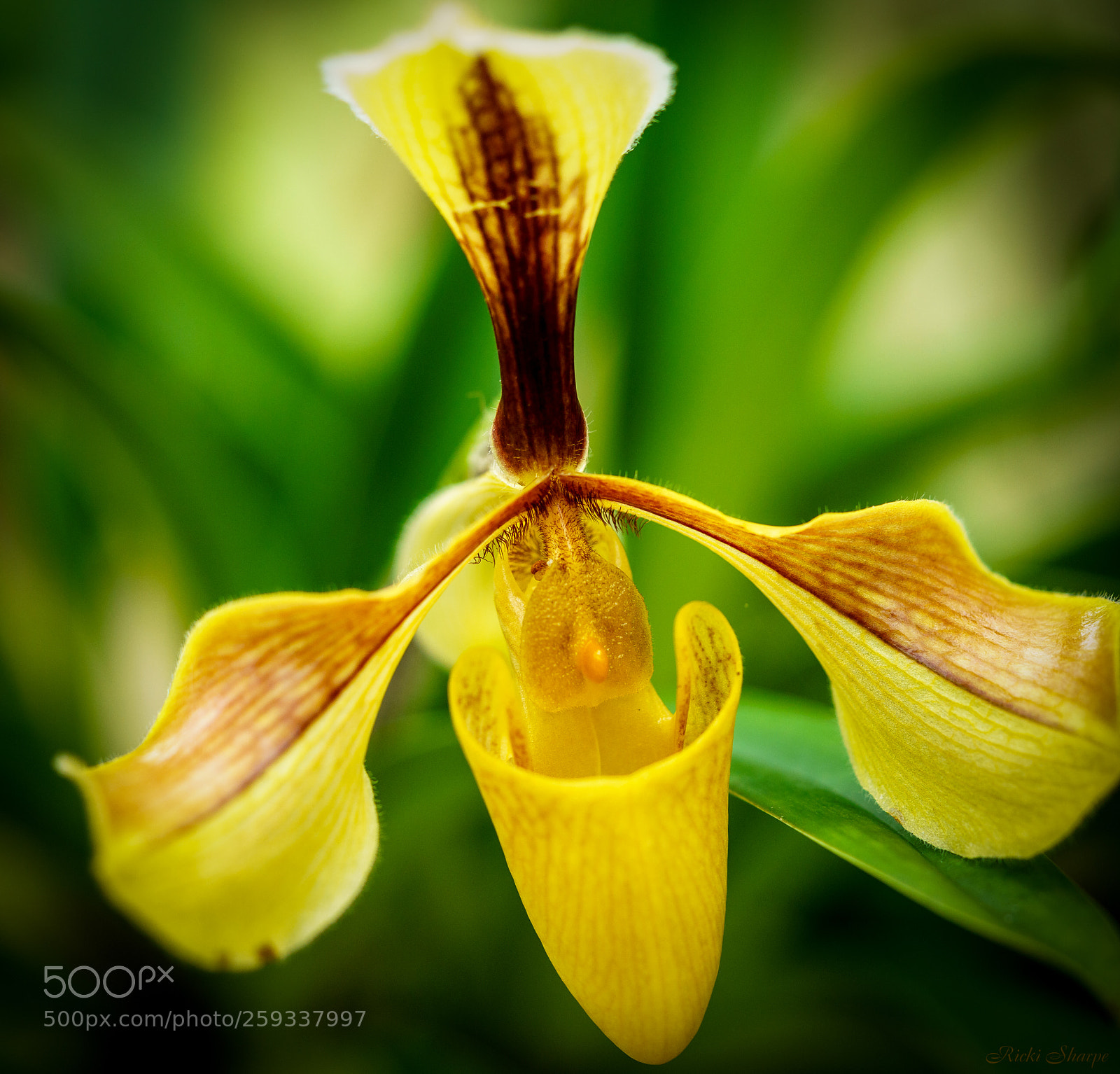 Sony a7R II sample photo. Orchid photography