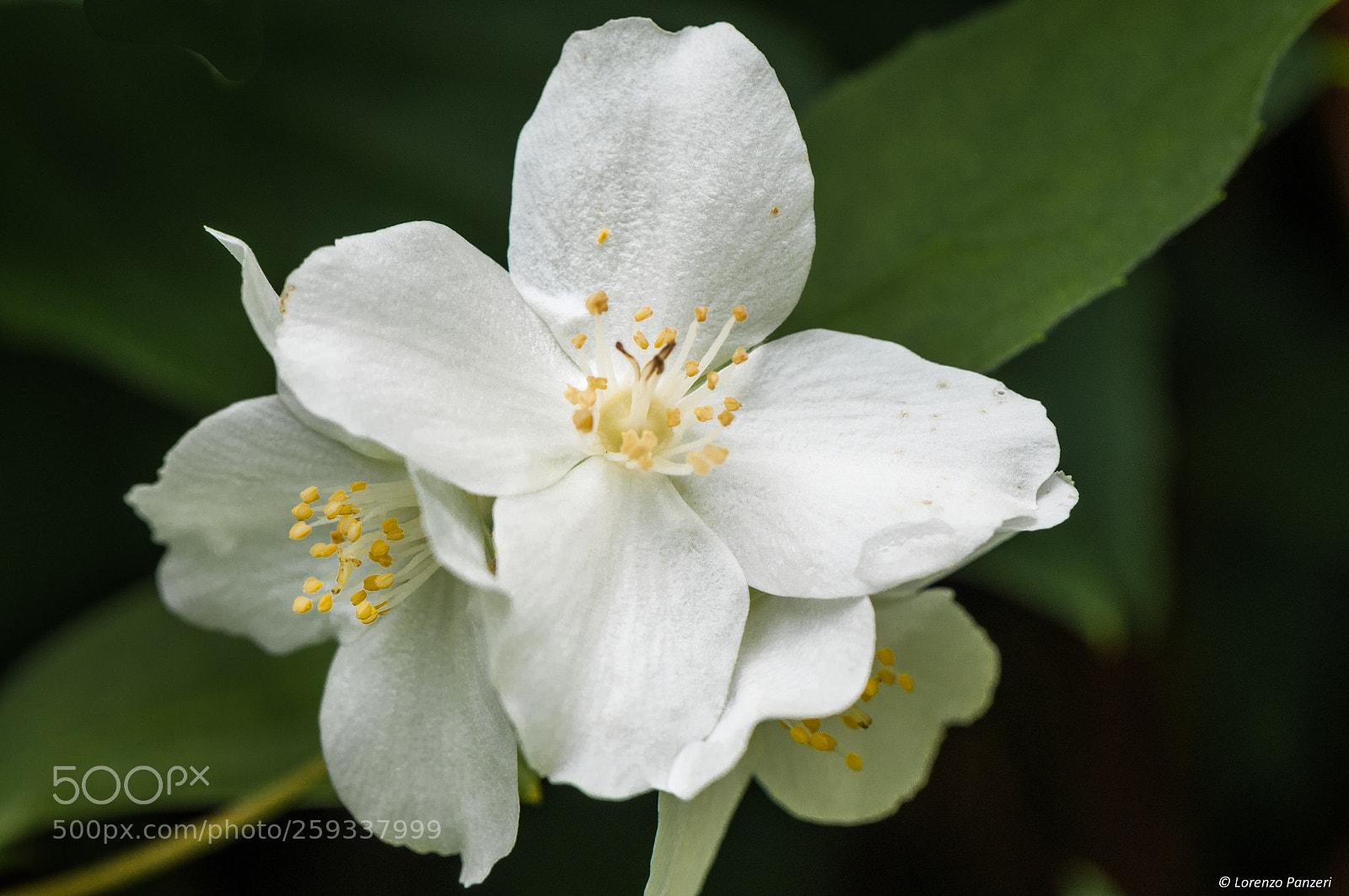 Nikon D90 sample photo. White flower in the photography