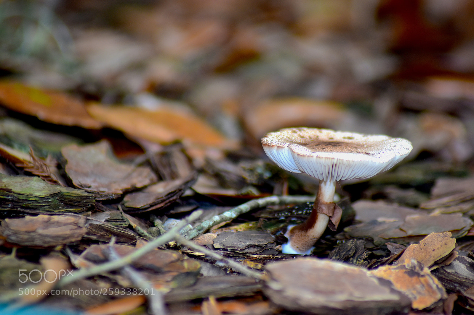 Nikon D5600 sample photo. Fungi photography