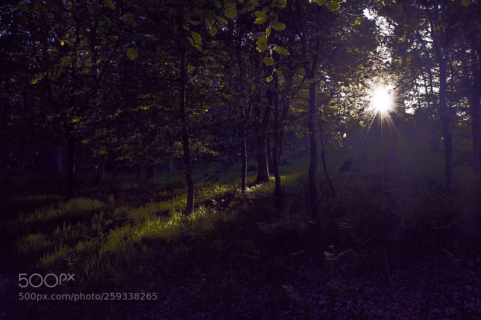 Nikon D3200 sample photo. Shining light photography