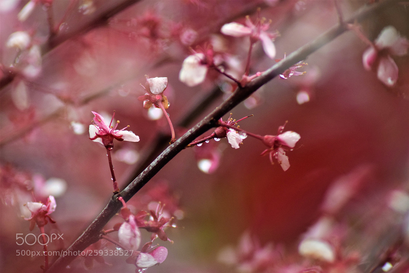 Nikon D5300 sample photo. Raindrops!! photography