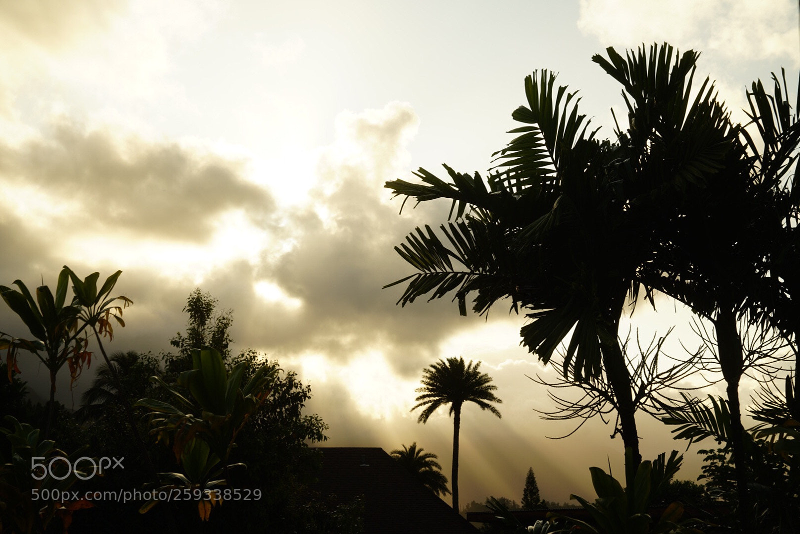 Sony a7R II sample photo. Gold in paradise photography