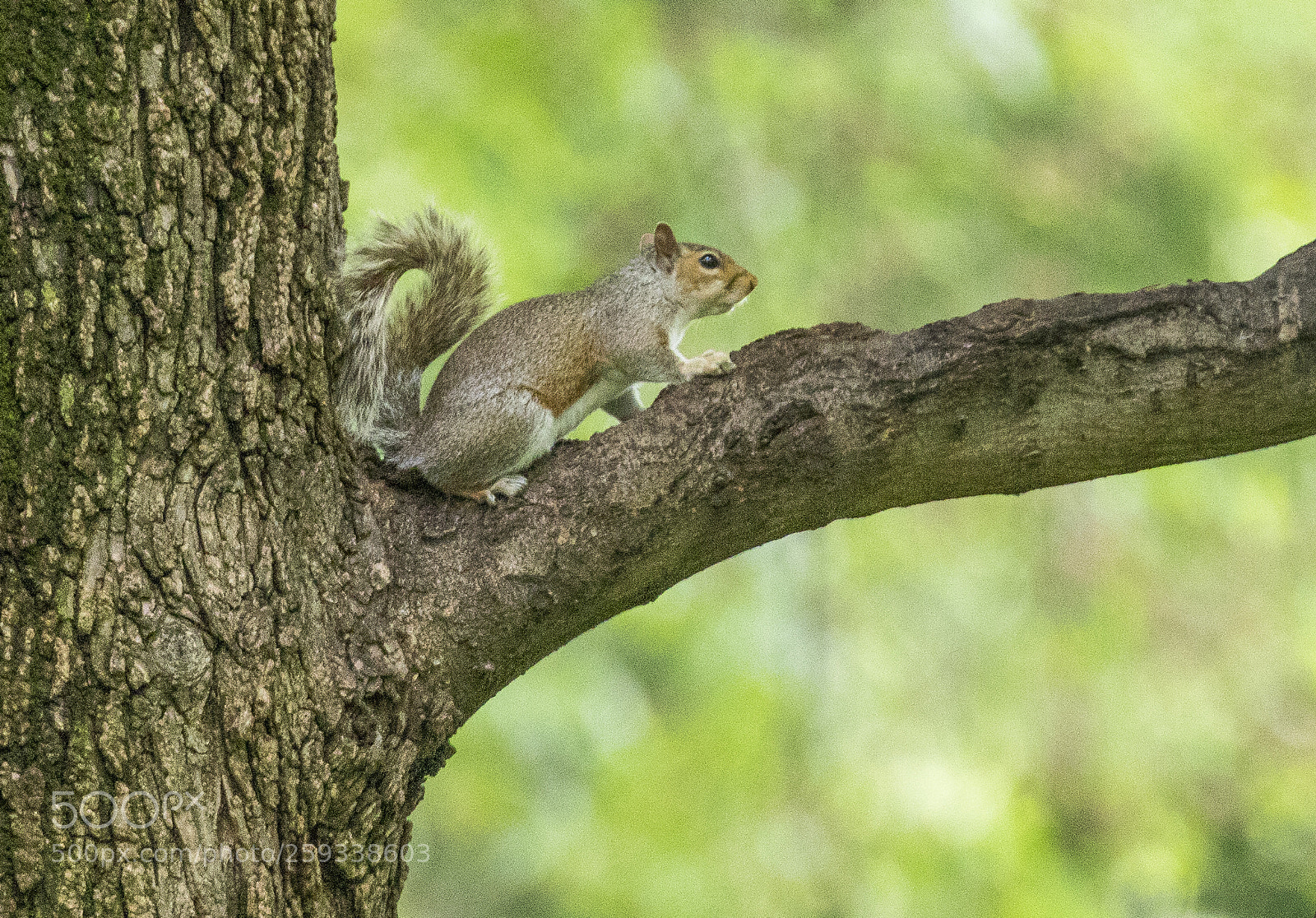Canon EOS 5D Mark IV sample photo. Sweet squirrel photography