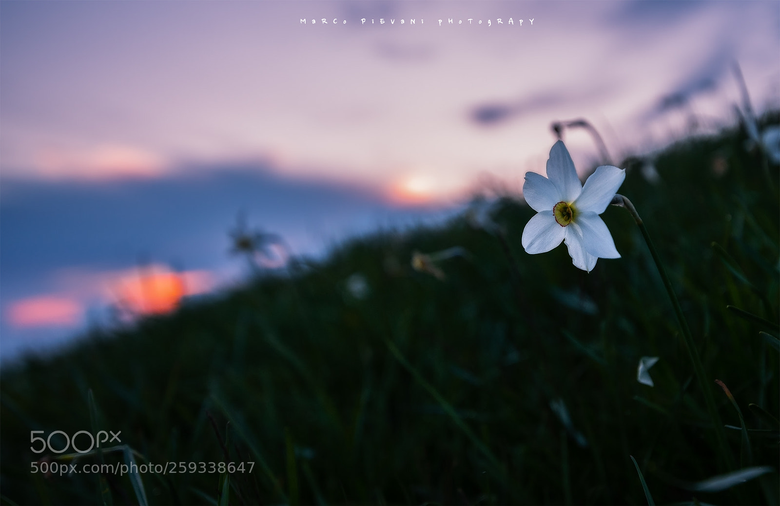 Nikon D810 sample photo. The solitaire photography