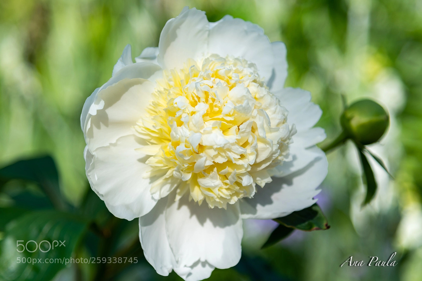 Nikon D500 sample photo. White flower  photography