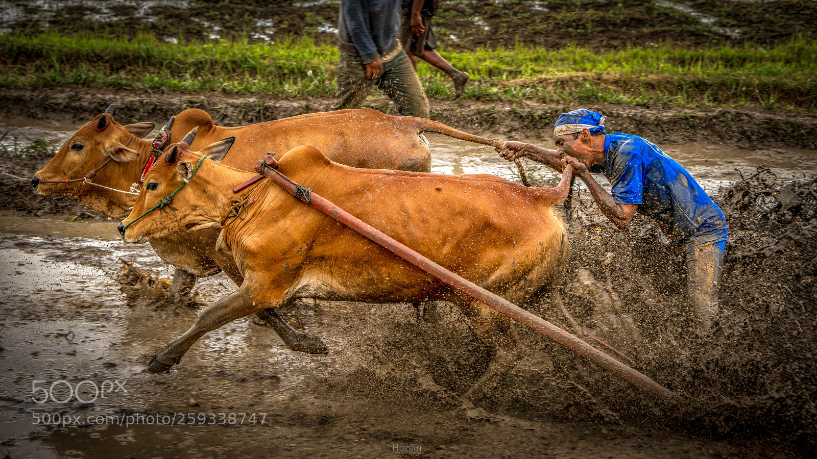 Sony a7R II sample photo. Pacu jawi photography