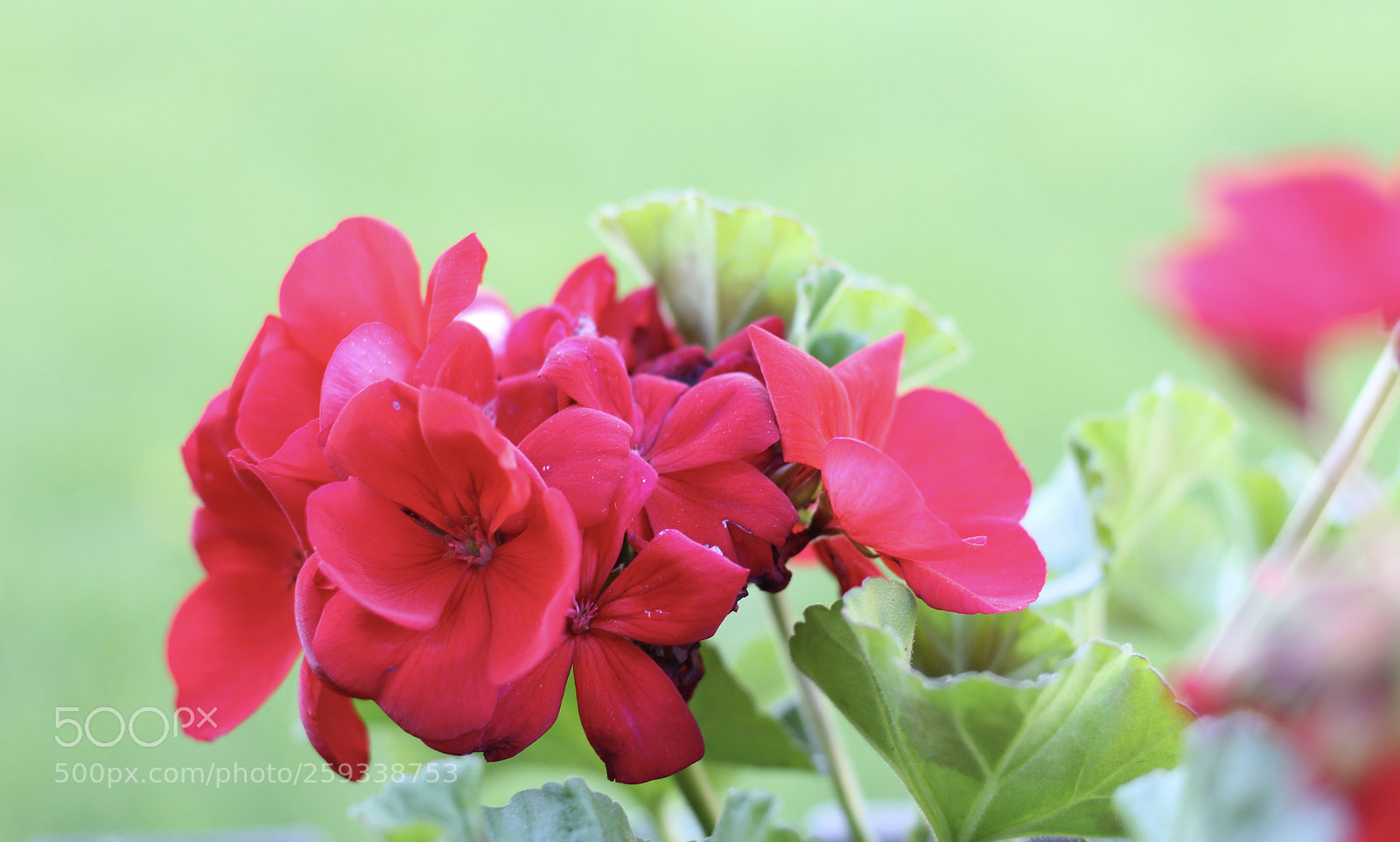Canon EOS 550D (EOS Rebel T2i / EOS Kiss X4) sample photo. Red on green photography