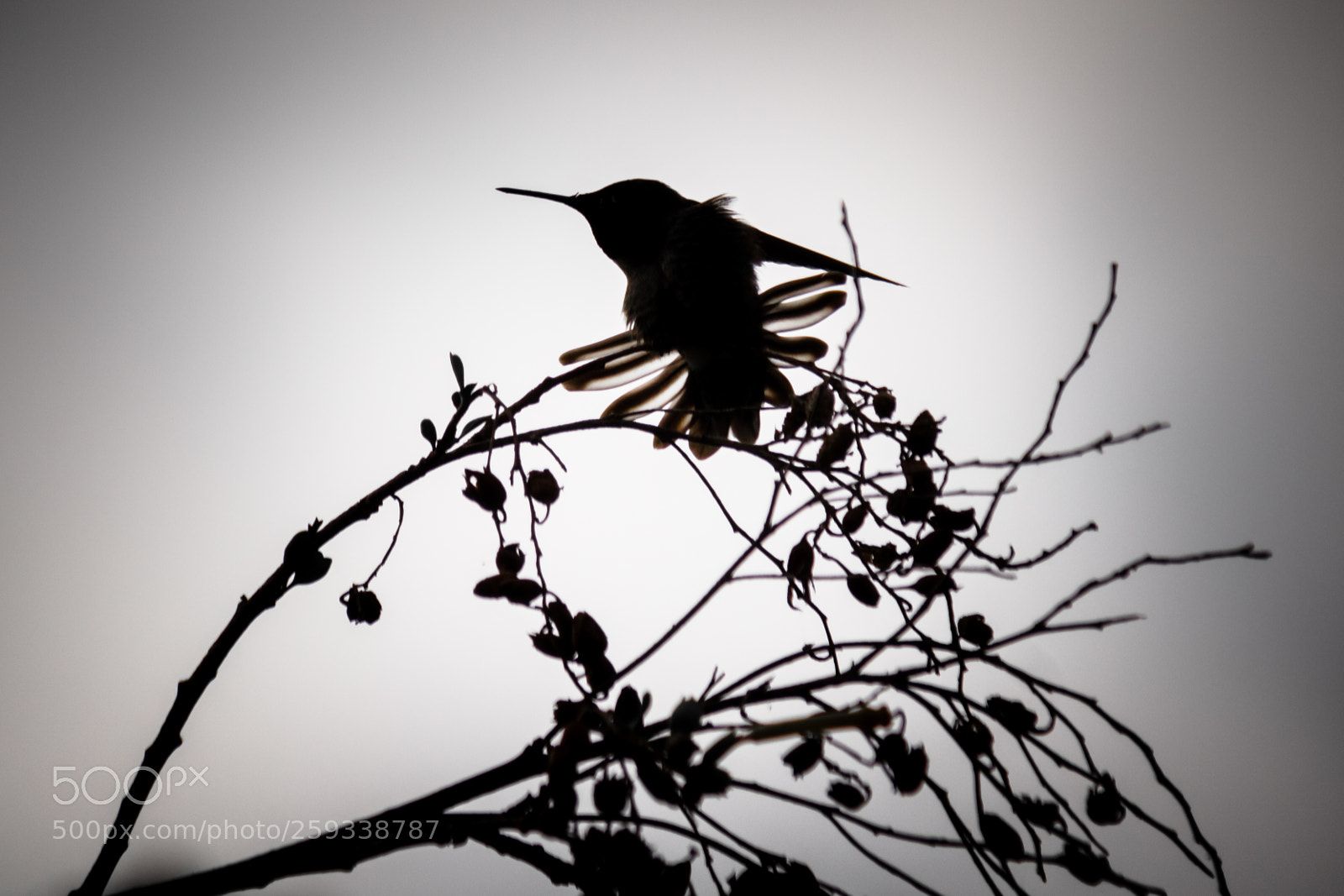 Canon EOS 550D (EOS Rebel T2i / EOS Kiss X4) sample photo. Humming bird sillouette photography