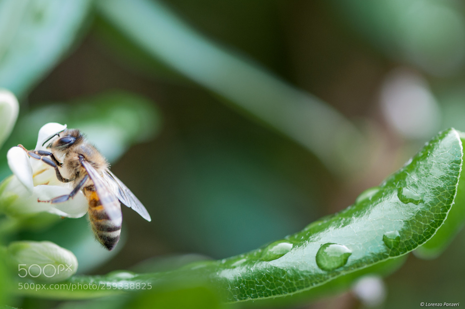 Nikon D90 sample photo. Breakfast after the rain... photography