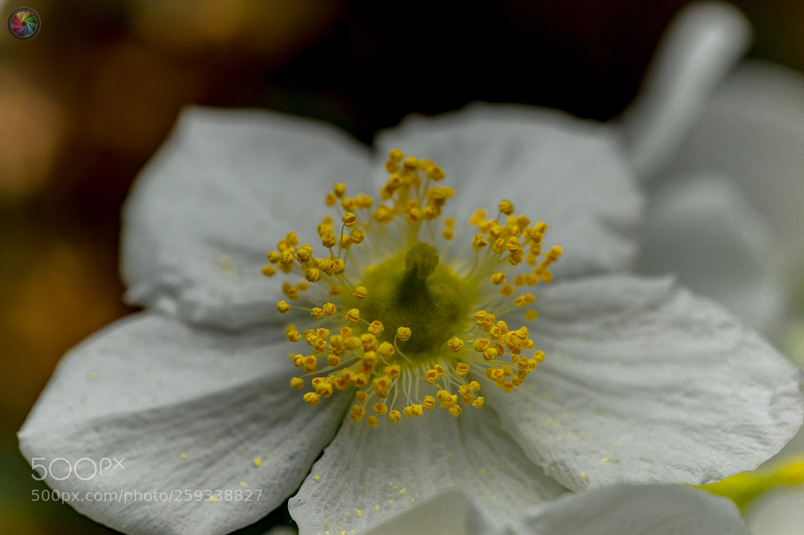 Sony SLT-A99V sample photo. Botanischen gartens st.gallen photography