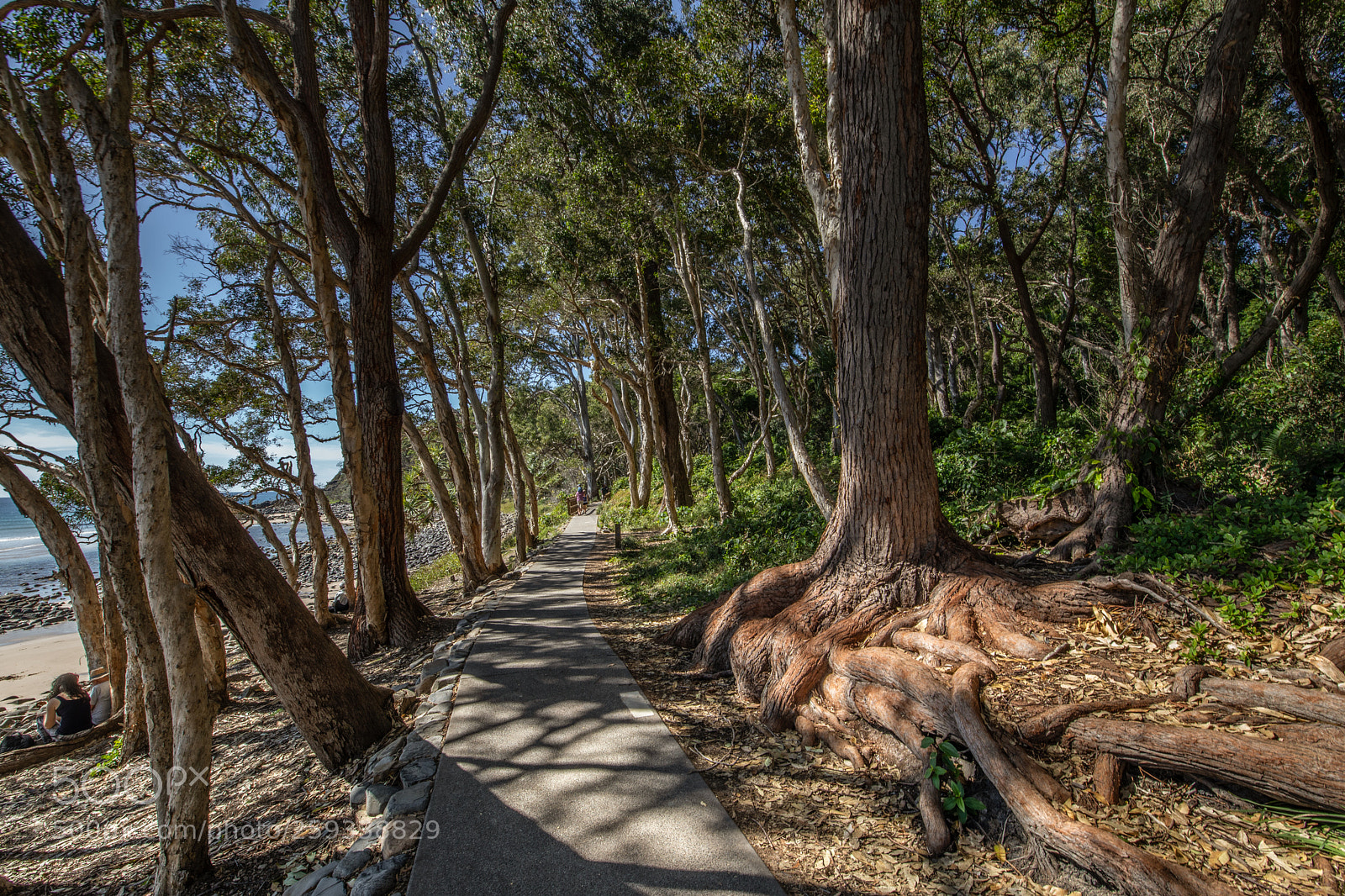 Canon EOS 5D Mark IV sample photo. National park walkway photography