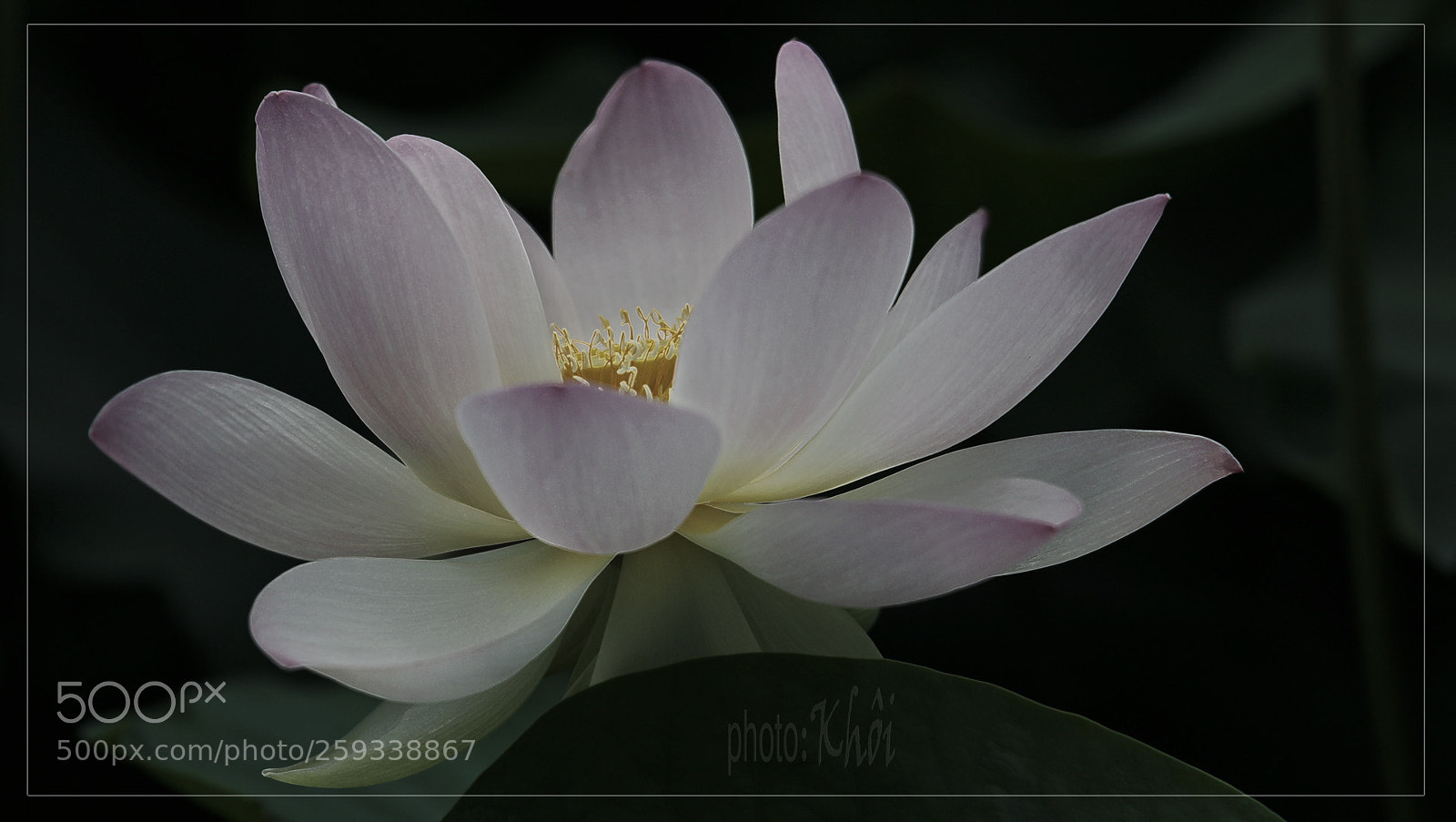 Canon EOS 70D sample photo. Lotus photography
