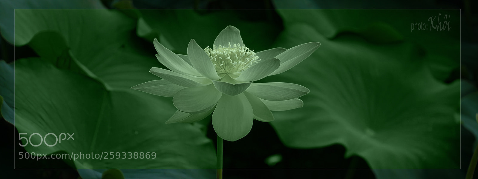 Sony a6000 sample photo. Lotus photography