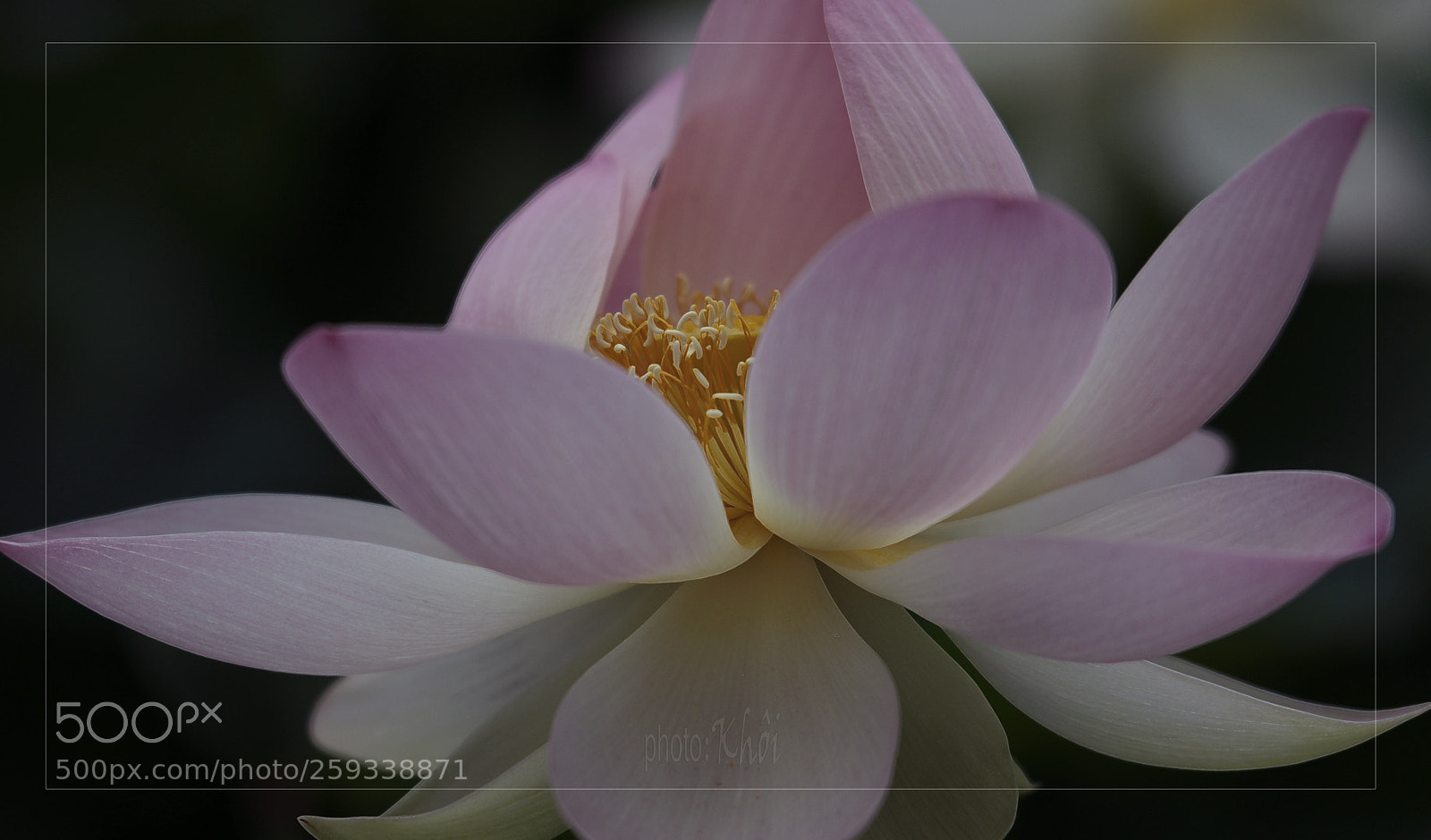 Canon EOS 70D sample photo. Lotus photography