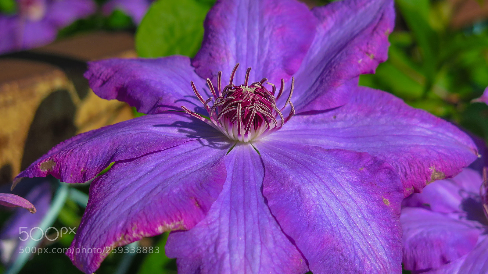 Canon PowerShot G16 sample photo. Purple buttercup photography