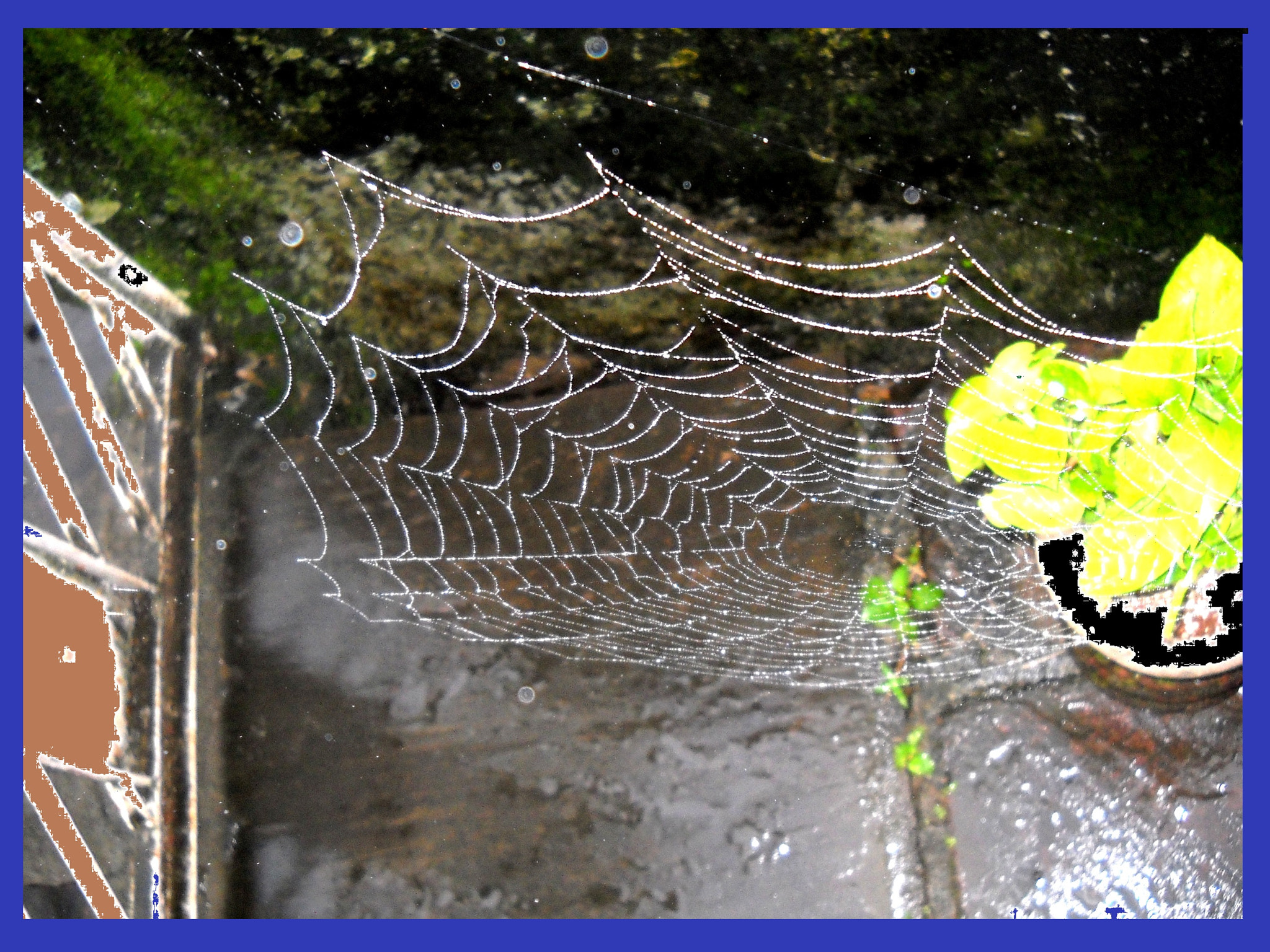 Nikon Coolpix L20 sample photo. Spider-web- near flower pot photography