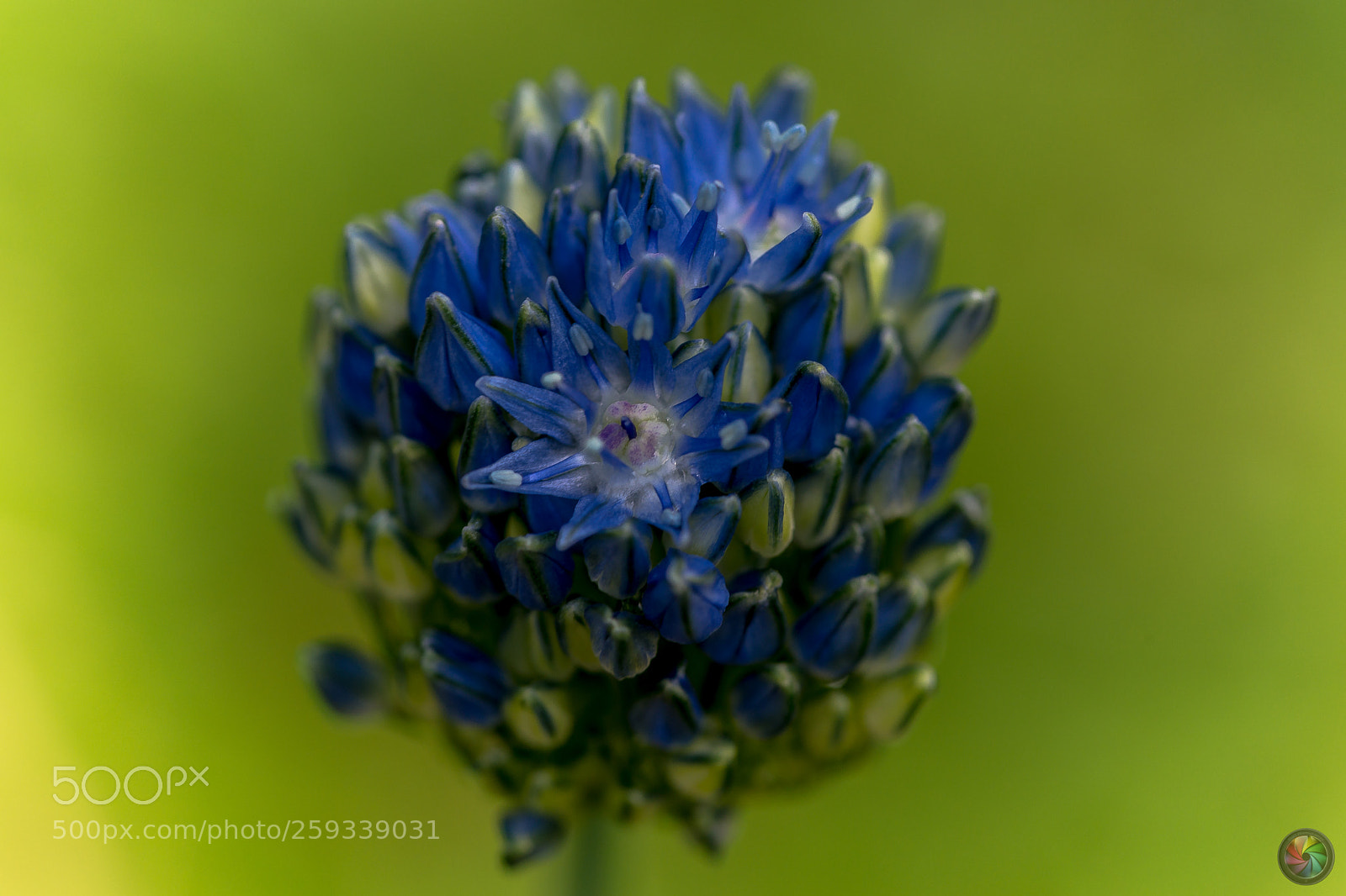 Sony SLT-A99V sample photo. Botanischen gartens st.gallen photography