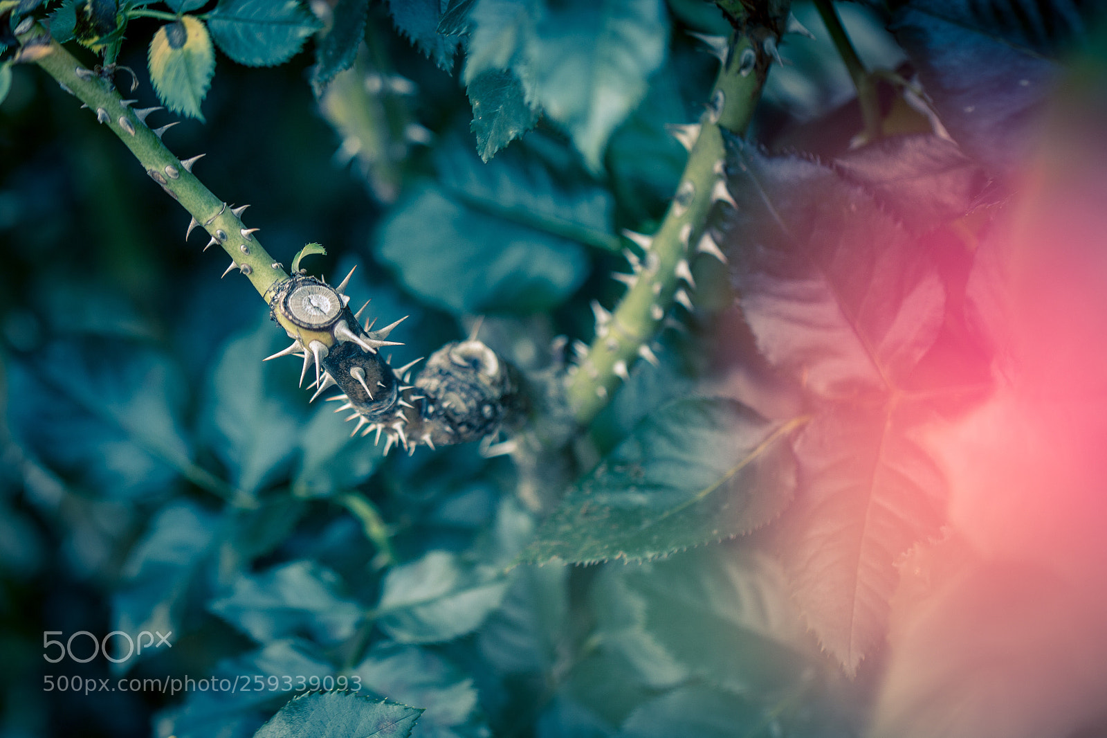 Canon EOS 70D sample photo. Thorn photography