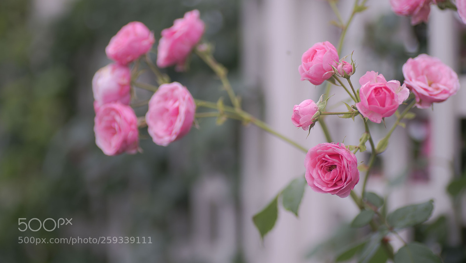 Nikon D750 sample photo. Pink rose after the photography