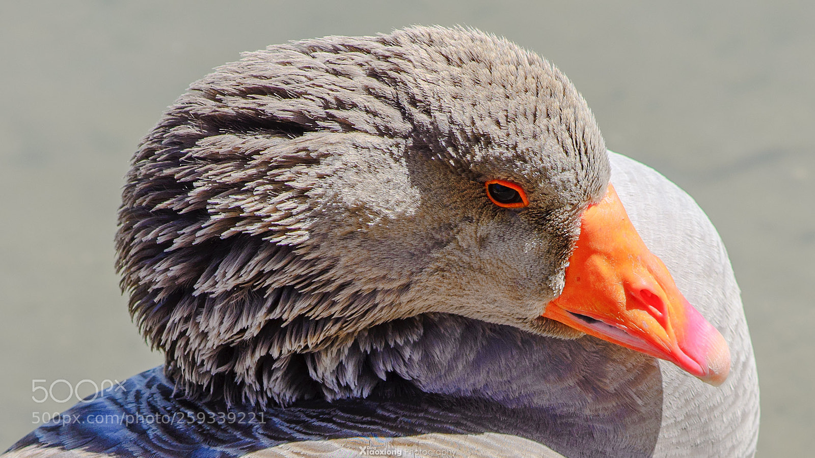 Nikon D610 sample photo. Goose at lake evans photography